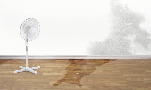 Best Flood damage cleanup  in , TN