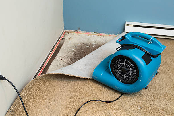 Best Mold removal after water damage  in , TN